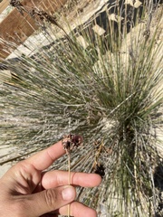 Juncus acutus leopoldii