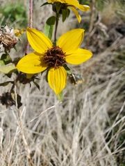 Helianthus bolanderi