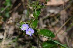 Veronica calycina