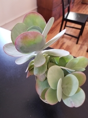 Kalanchoe luciae