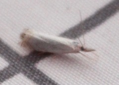 Crambus albellus