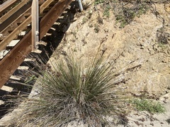 Juncus acutus leopoldii