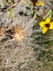 Helianthus bolanderi