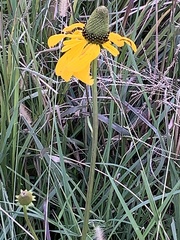 Rudbeckia texana