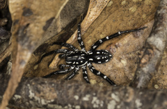 Nyssus albopunctatus