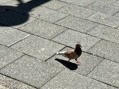 Columba livia domestica