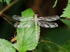 Hemigomphus comitatus