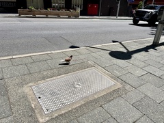 Columba livia domestica