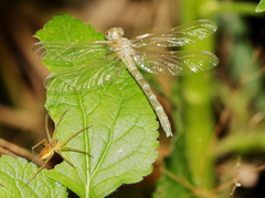 Hemigomphus comitatus