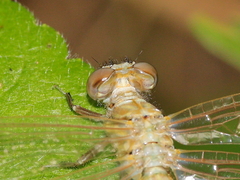Hemigomphus comitatus