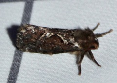 Korscheltellus gracilis