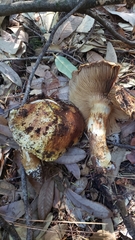 Cortinarius ponderosus