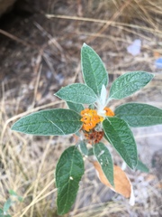 Buddleja tucumanensis
