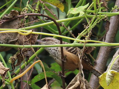 Campylorhynchus zonatus