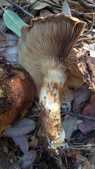 Cortinarius ponderosus