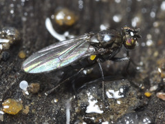 Hydrellia victoria