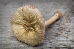 Pluteus plautus