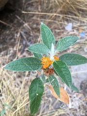 Buddleja tucumanensis