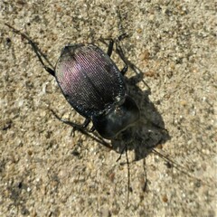 Scaphinotus elevatus