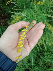 Genista stenopetala