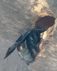 Xylocopa fimbriata
