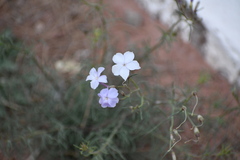 Ipomopsis longiflora