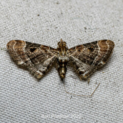 Mesoptila melanolopha