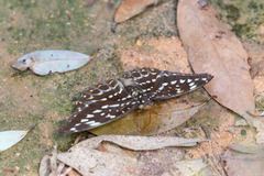 Lexias albopunctata albopunctata