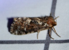 Korscheltellus gracilis