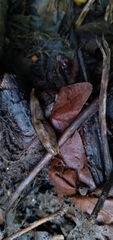 Prophysaon andersonii