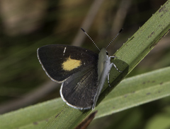 Candalides xanthospilos