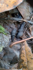 Juga plicifera