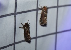 Korscheltellus gracilis