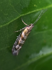 Chrysorthenches drosochalca