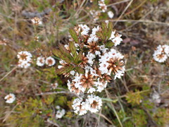 Epacris lanuginosa