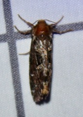 Korscheltellus gracilis