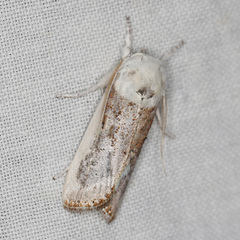 Cryptophasa albacosta