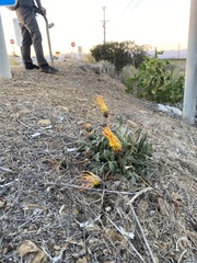 Gazania × splendens