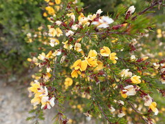 Pultenaea juniperina
