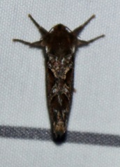 Korscheltellus gracilis