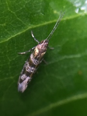 Chrysorthenches drosochalca