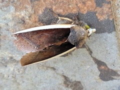 Gonodonta