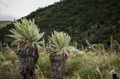 Espeletia pycnophylla