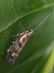 Chrysorthenches drosochalca