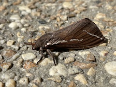 Abantiades latipennis