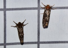 Korscheltellus gracilis