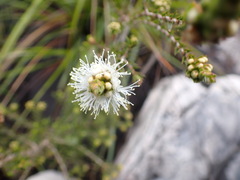 Melaleuca squamea