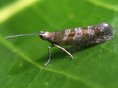 Chrysorthenches drosochalca