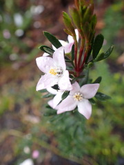 Boronia