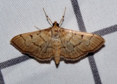 Herpetogramma theseusalis